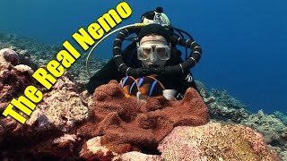 Anemonefish and Clownfish The Real Nemo HD  JONATHAN BIRDS BLUE WORLD [upl. by Ahtilat]