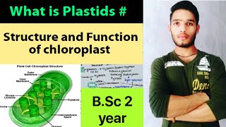 What is plastids Structure and function of chloroplast [upl. by Dugald]