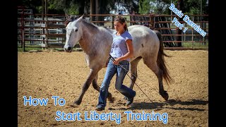 How To Start Liberty Training With Your Horse Basic Exercises Part 1 [upl. by Ozkum]