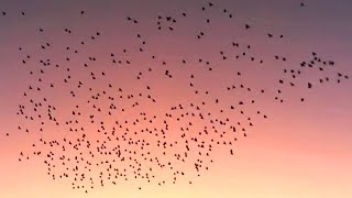 Flock of starlings  In flight  Sound [upl. by Zosima491]