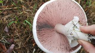 Identifying edible mushrooms  Agaricus arvensis Horse mushroom [upl. by Rehpotsirhcnhoj14]