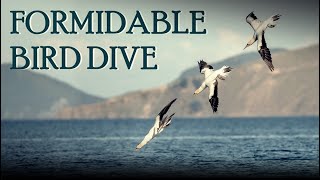 Gannet Bird TORPEDO DIVE [upl. by Aikahc513]