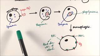 AS Biology  Phagocytosis OCR A Chapter 125 [upl. by Anamor]