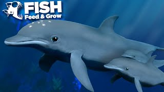 THE GIANT DOLPHIN POD  Fish Feed and Grow  HD [upl. by Molli]