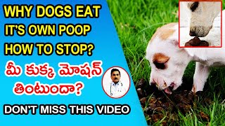 How To Stop Dogs From Eating Poop potty  Coprophagia in Dogs how to stop dogs eats own faeces [upl. by Anahc]