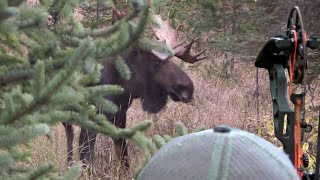 ARROWED at 14 YARDS Bow Hunting Moose Eastmans Hunting TV [upl. by Kermy]