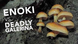 Learn To Identify Wild Edible Enoki Mushrooms [upl. by Elram]