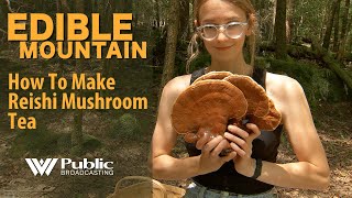 Edible Mountain  How To Make Reishi Mushroom Tea [upl. by Aileduab]