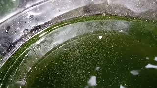 DAPHNIA MOINA CULTURE IN A SMALL BUCKET [upl. by Leupold]