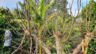 How I PRUNE FIG Trees For Easy Reach amp Maximum Crop [upl. by Peggi801]