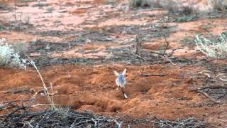 Greater Bilby [upl. by Ardisi]