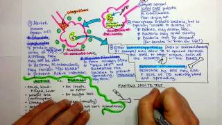 Tuberculosis Pathogenesis [upl. by Eceerahs46]