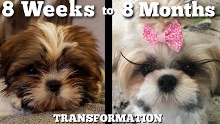 Watch Our Puppy Grow Shih Tzu Transformation [upl. by Fabiolas369]