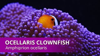 Species Spotlight  Ocellaris clownfish [upl. by Vikki217]