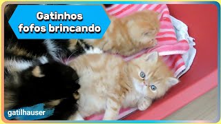 GATINHOS FOFOS BRINCANDO DE quotLUTINHAquot  Gatil Hauser [upl. by Finn]