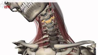 Columna Cervical Biomecanica  Artrocinematica [upl. by Isawk]