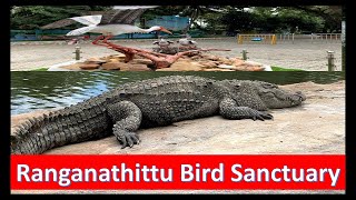 Ranganathittu Bird Sanctuary  Srirangapatna Attractions [upl. by Ubald]