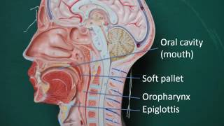 Gastrointestinal anatomy and physiology Part 2 [upl. by Aicenat711]