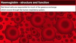 Haemoglobin structure and function [upl. by Lleynod673]