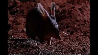 The Bilby Brothers TRAILER [upl. by Zurkow]