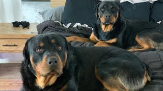 Life With Rottweilers 101 [upl. by Plath701]