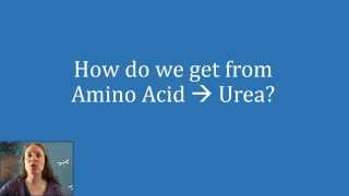 How is Urea Formed and Excreted [upl. by Ydroj]