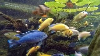 African Cichlid Pond [upl. by Haroldson]