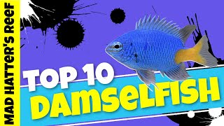 Top 10 Damselfish [upl. by Kora268]