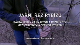 Jarní řez rybízu – ukázka řezu a zajímavosti [upl. by Gram]