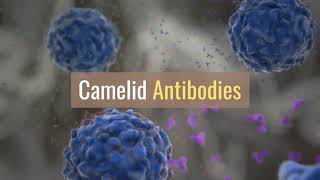 Camelid Antibodies [upl. by Ylram]