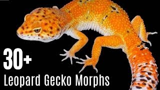 Leopard Gecko Morphs [upl. by Neelhsa]