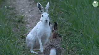 A Rare White Hare Revealed at Easter  Discover Wildlife  Robert E Fuller [upl. by Savitt]