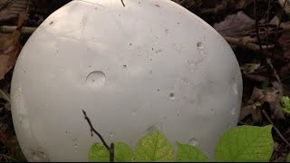 How to Identify and Eat White Puffball Mushrooms [upl. by Naylor]