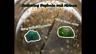 How To Culture Daphnia and Moinas using Green Water Spirulina powder [upl. by Darrej]