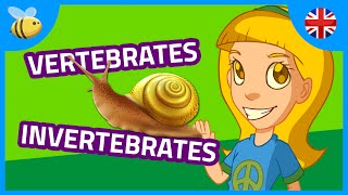 Vertebrates and Invertebrates Animals part 1  Kids Videos [upl. by Andris637]