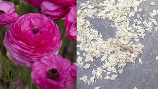 How To Save Collect Ranunculus Seeds Harvest Ranunculus Seeds [upl. by Padgett]