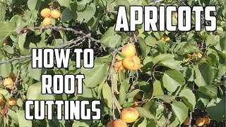 How to Apricot Cuttings  Fruit Tree Hunter [upl. by Roxane]