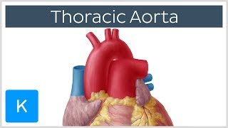 Thoracic Descending Aorta Anatomy amp Branches  Kenhub [upl. by Lashond486]