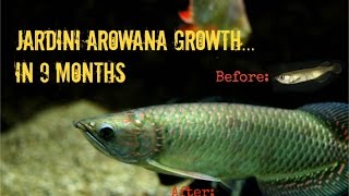 Jardini Arowana Growth 9 Months in 3½ Minutes [upl. by Rramo]