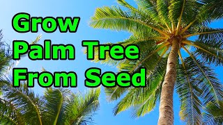 How to Grow Palm Trees from Seeds  THE SIMPLE AND EASY WAY [upl. by Gunthar642]