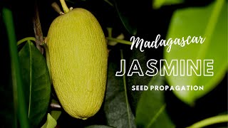 How to Propagate Madagascar Jasmine Stephanotis through Seeds [upl. by Drais]