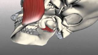 Muscles of Mastication  Anatomy Tutorial [upl. by Eseilenna]