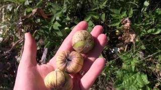 How to Tell When Tomatillos Are Ripe [upl. by Klinges]