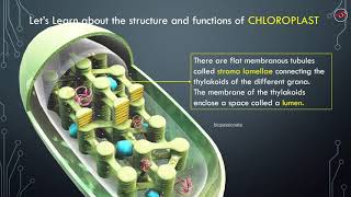 Endosymbiotic Theory [upl. by Mendy]