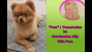 Pomeranian Zwergspitz Teddyschnitt Bärchenschnitt im Hundesalon Lilly Köln Groomer Hundefriseur [upl. by Telford339]