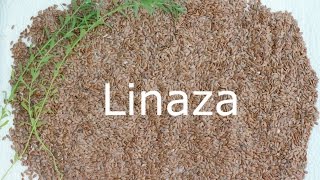 Beneficios de linaza para la salud cabello y piel [upl. by Ldnek]