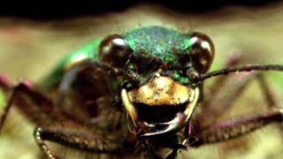 Facts About Beetles  Secret Nature  Beetle Documentary  Natural History Channel [upl. by Eleanor]