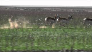 Pronghorn Antelopes Running at Full Speed [upl. by Rogerio500]