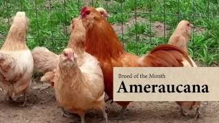 Ameraucana Chicken August Breed of the Month [upl. by Redman]