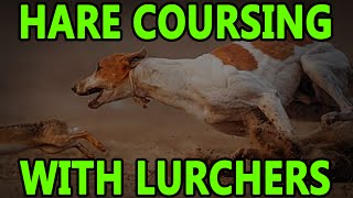 Hare Coursing With Lurchers  Working Lurchers [upl. by Enytsirk792]